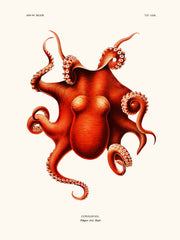 Affiche polypus levis hoyle 30x40