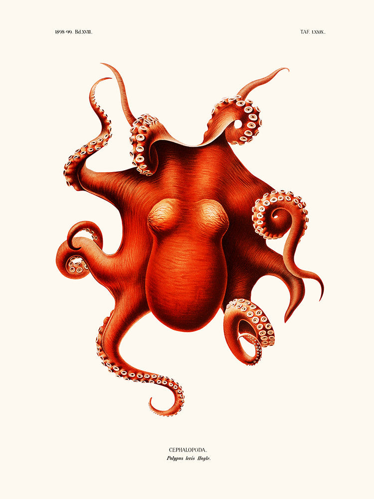 Affiche polypus levis hoyle 30x40