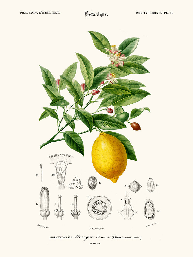 LIMONADE CITRONNIER 30 X 40