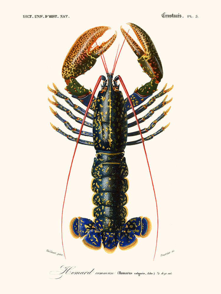 AFFICHE HOMARD D'ORBIGNY CHARLES 40X50