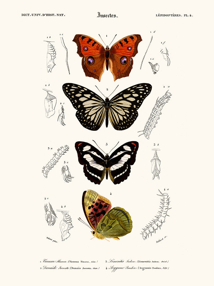 Papillon vanesse 40x50
