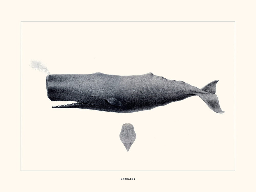 Cachalot 50x70