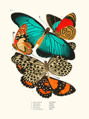 Papillon seguy pl11 40x50