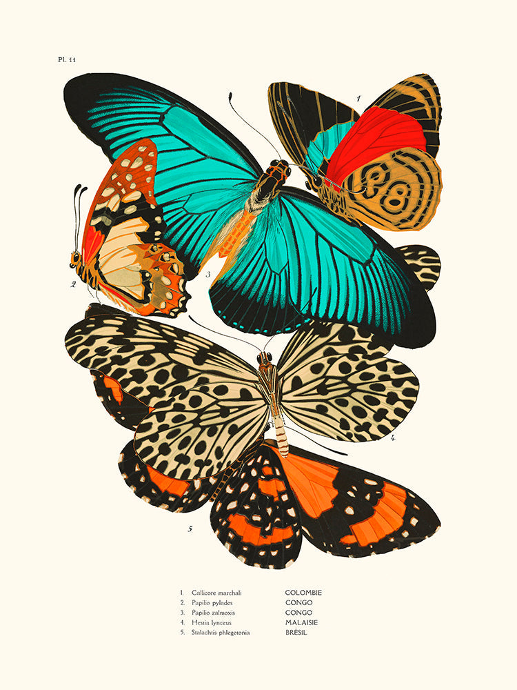 Papillon seguy pl11 40x50