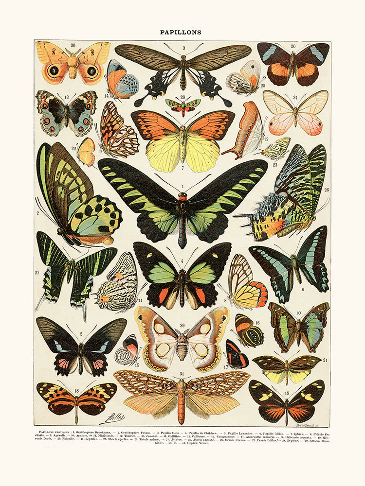 Affiche papillons exotiques 50x70