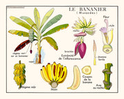 Affiche le bananier 50x70