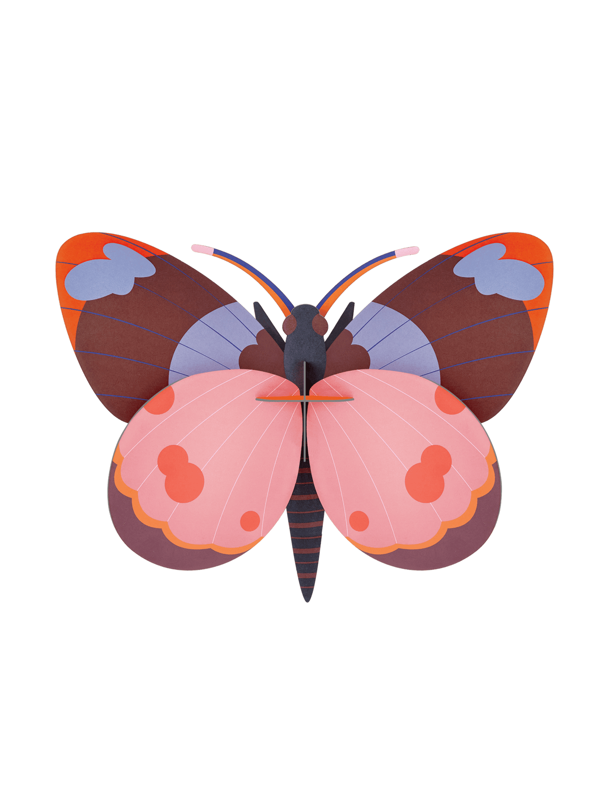 Gros insectes - Papillon bellissima