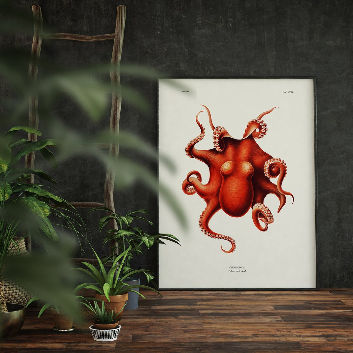 Affiche polypus levis hoyle 30x40