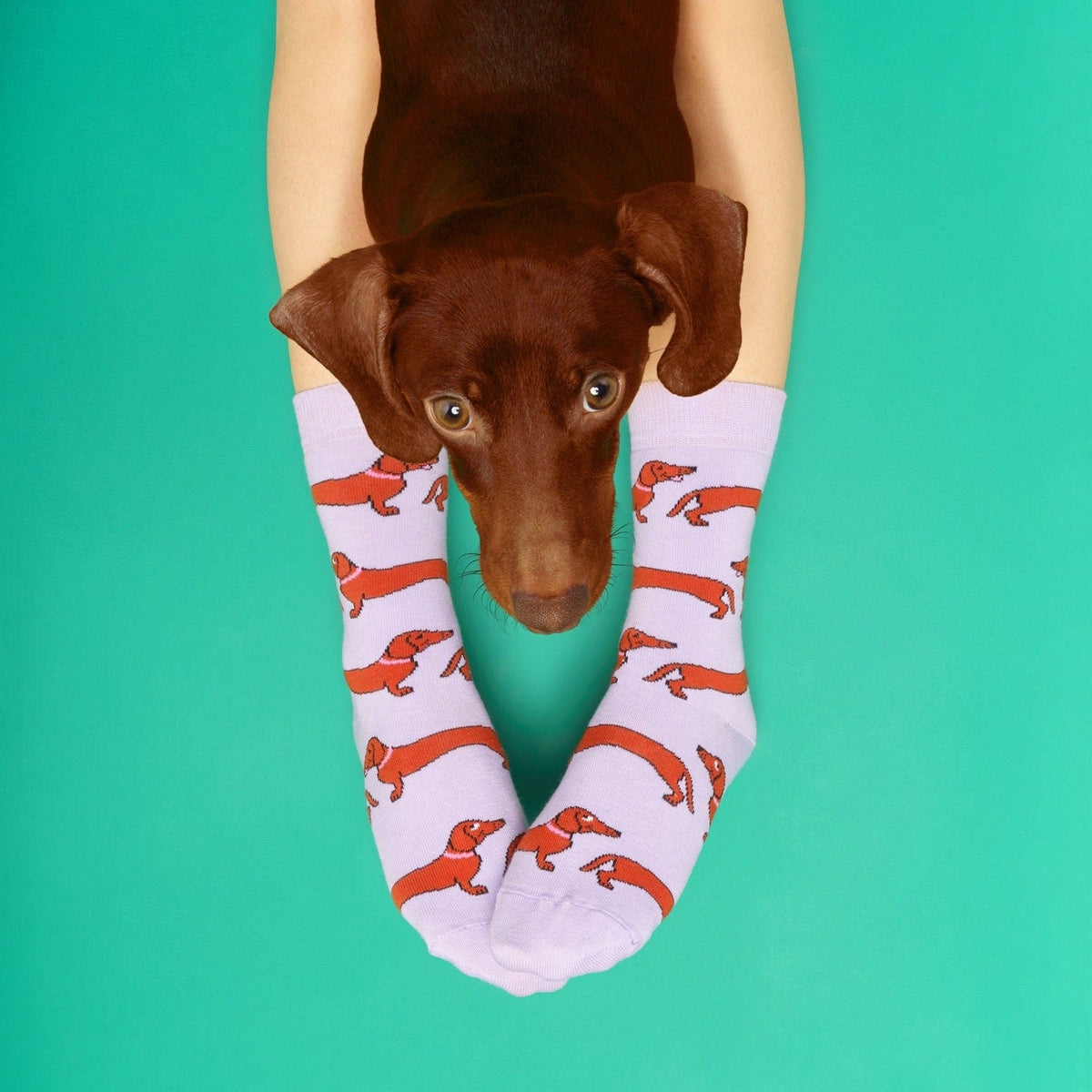 Chaussettes Teckel
