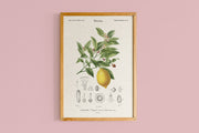 LIMONADE CITRONNIER 30 X 40