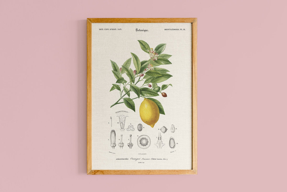 LIMONADE CITRONNIER 30 X 40