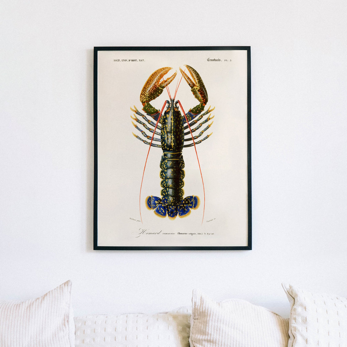 AFFICHE HOMARD D'ORBIGNY CHARLES 40X50